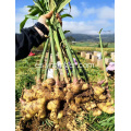 Exportación de raíz de jengibre fresco Mini Golden Plump